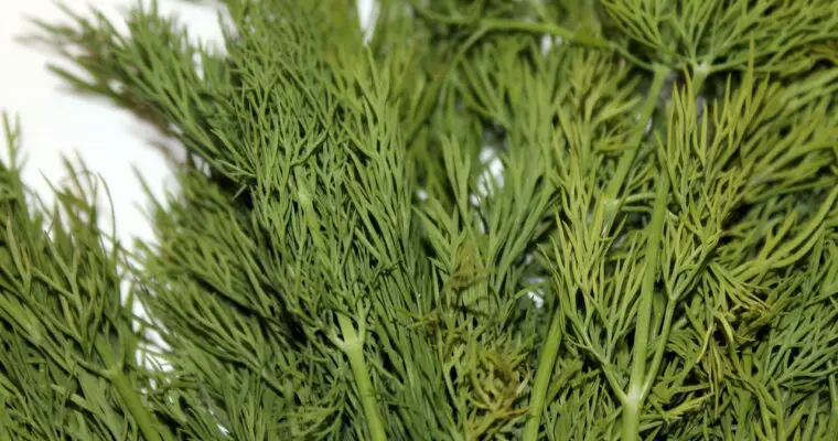 Dill